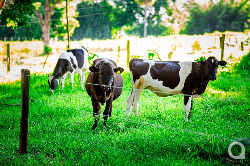 Zootecnista Investe Em Vacas Para Produzir Queijos Artesanais (6)