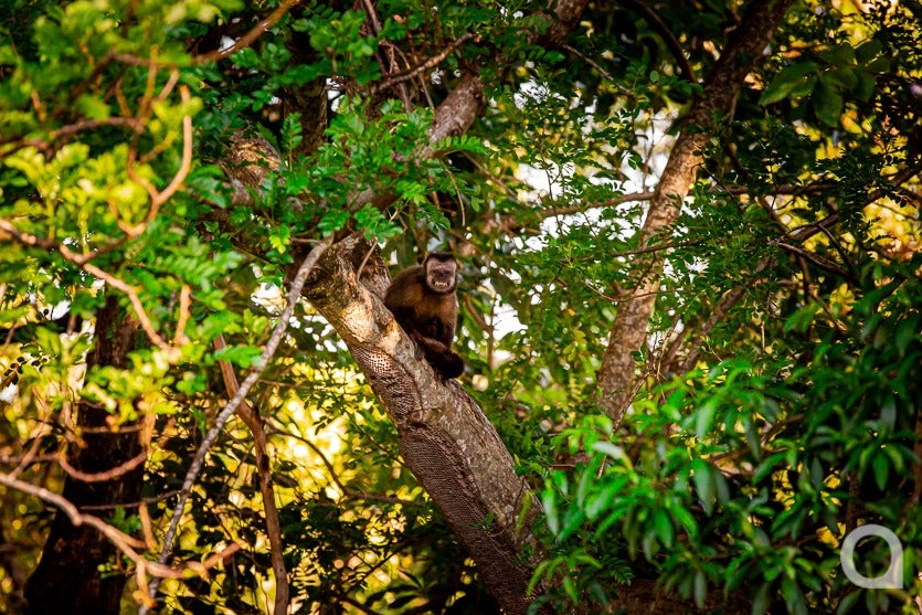 Zootecnista Investe Em Vacas Para Produzir Queijos Artesanais (7)