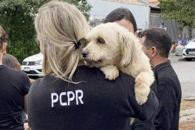 Polícia Civil alerta para crime de abandono de animais durante o verão.