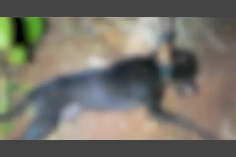 Animal
