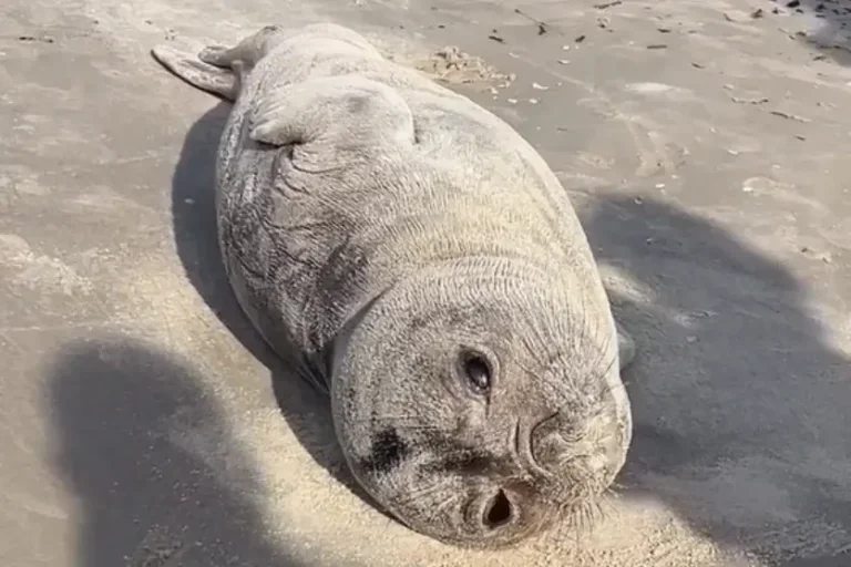 Elefante Marinho