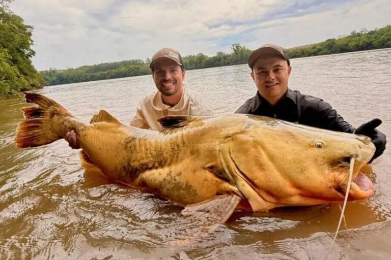 Jaú de 100 quilos capturado no Rio Ivaí bate recorde e é considerado o maior do Brasil