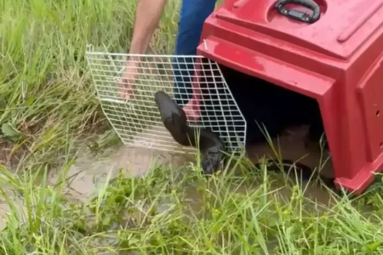 Sucuri Devolvida