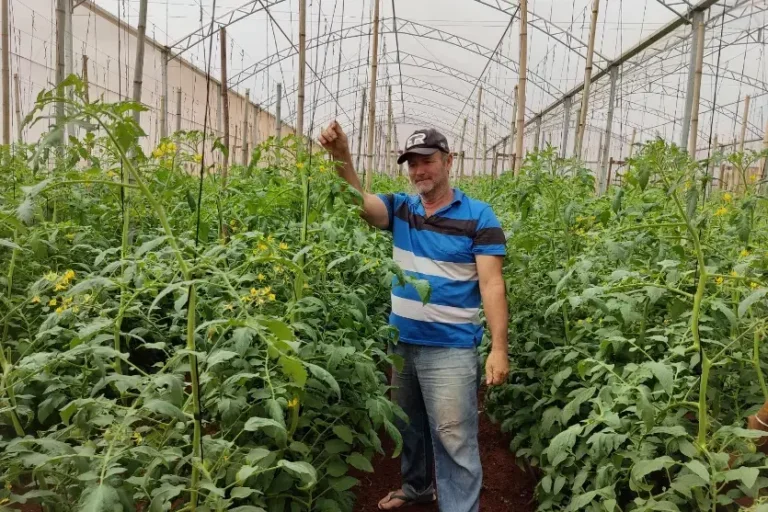 Tomate 3