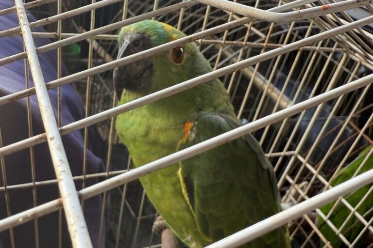 Polícia e IAT resgatam 36 aves mantidas em cativeiro em Paraíso do Norte.