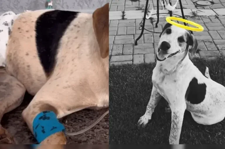 Cachorro comunitário morre ao ser atingido por disparo de arma de fogo no Paraná.