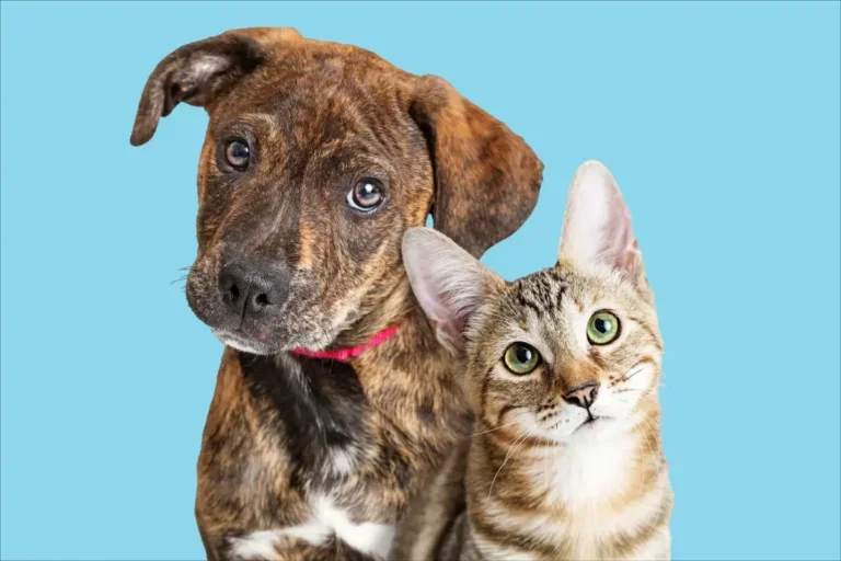 Castrapet Abre Inscrições Para Esterilização Animais Em Nova Olímpia