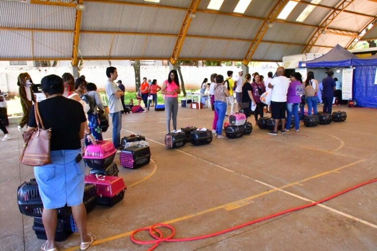 Castrapet Inicia Castrações Gratuitas Em Umuarama às 8h De Sexta