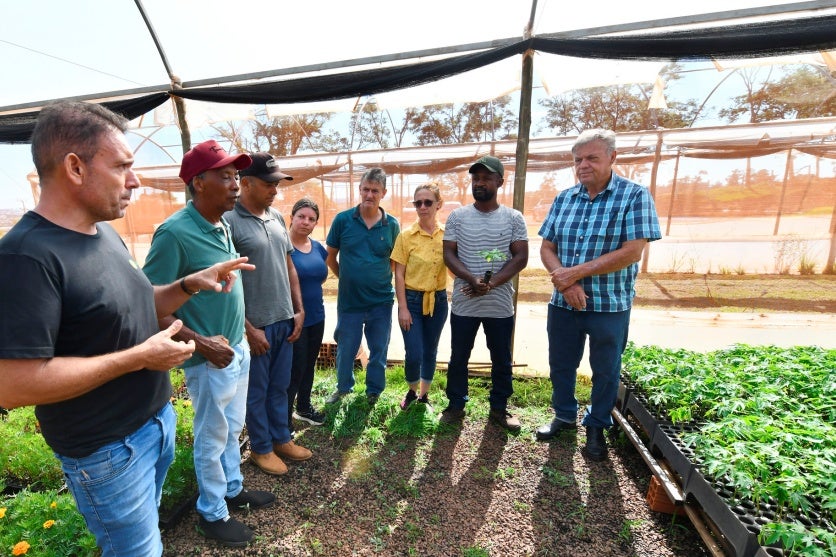 Prefeitura Distribui 1.500 Mudas De Mamão Para Produtores (1)