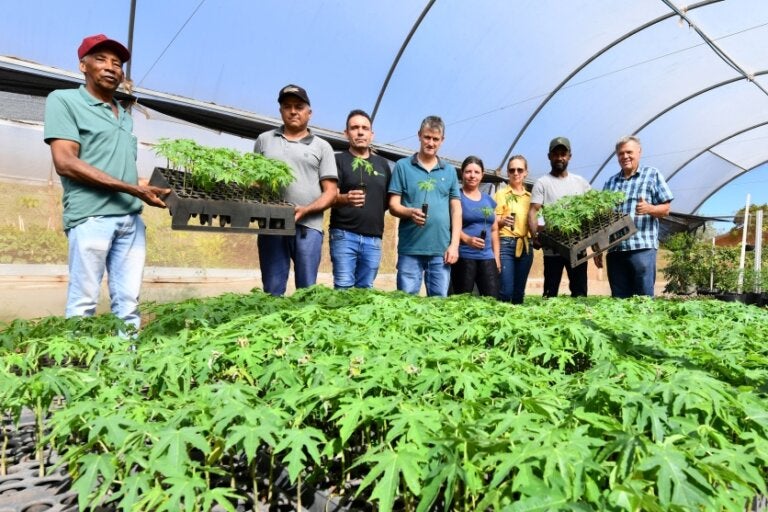 Prefeitura Distribui 1.500 Mudas De Mamão Para Produtores (2)