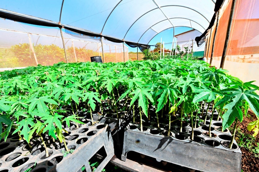 Prefeitura Distribui 1.500 Mudas De Mamão Para Produtores (3)