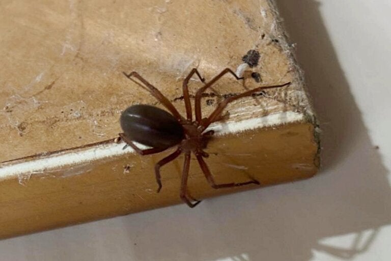 Saúde Alerta Para Cuidados Com Aranhas E Animais Peçonhentos