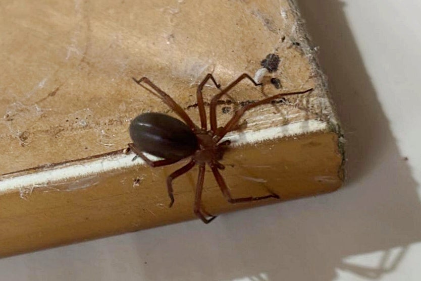 Saúde alerta para cuidados com aranhas e outros animais peçonhentos no verão