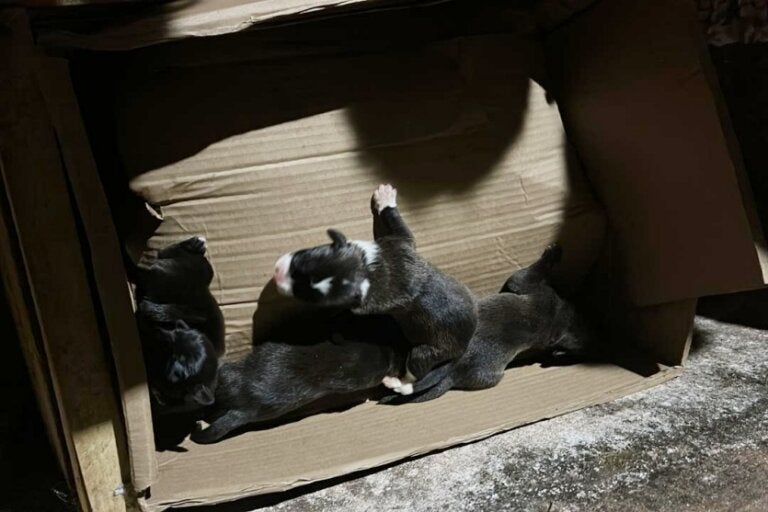 Filhotes de cachorro são resgatados após serem deixados em bueiro em Umuarama.