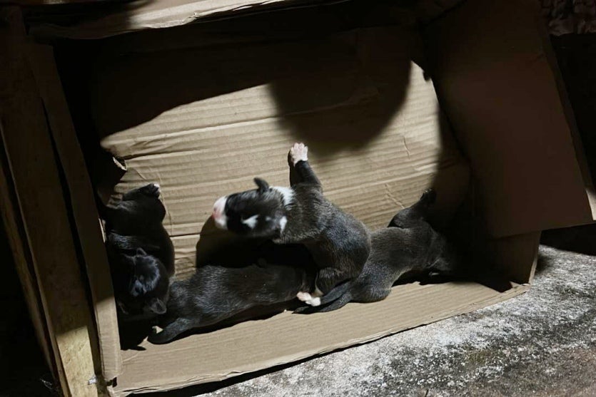 Filhotes de cachorro são resgatados após serem deixados em bueiro em Umuarama.