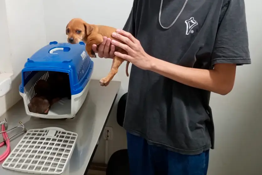 Abandono de animais se repete em Umuarama apesar de punições previstas em lei