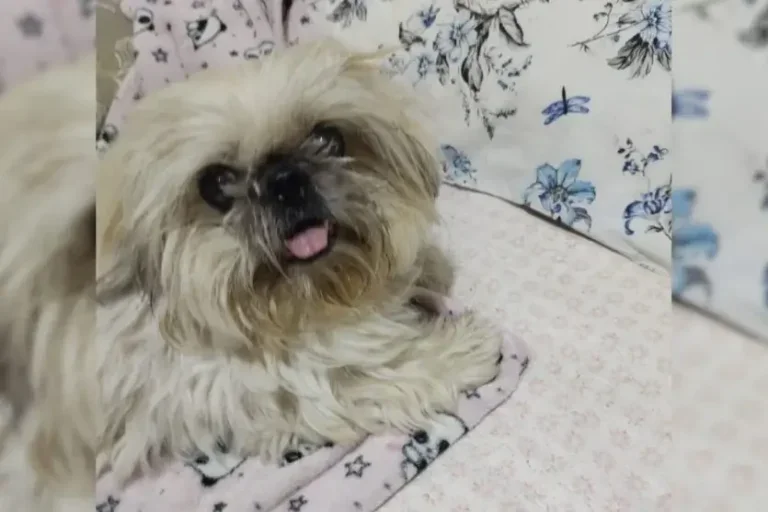 Cachorra 2
