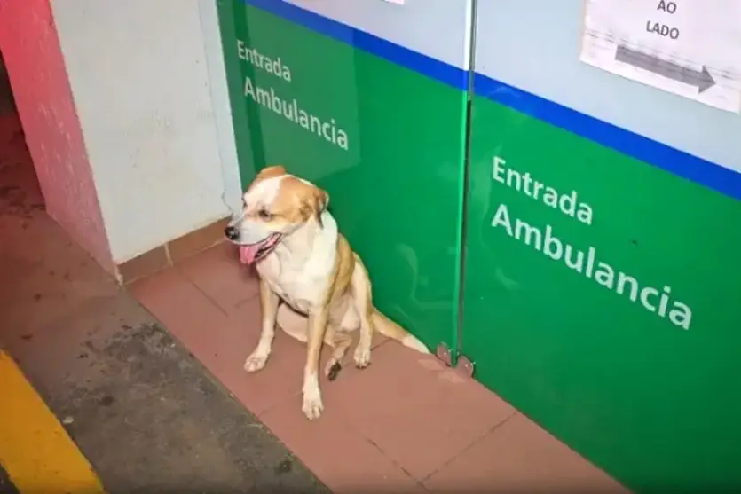 Fiel: cachorro acompanha tutor ferido em ambulância e emociona socorristas