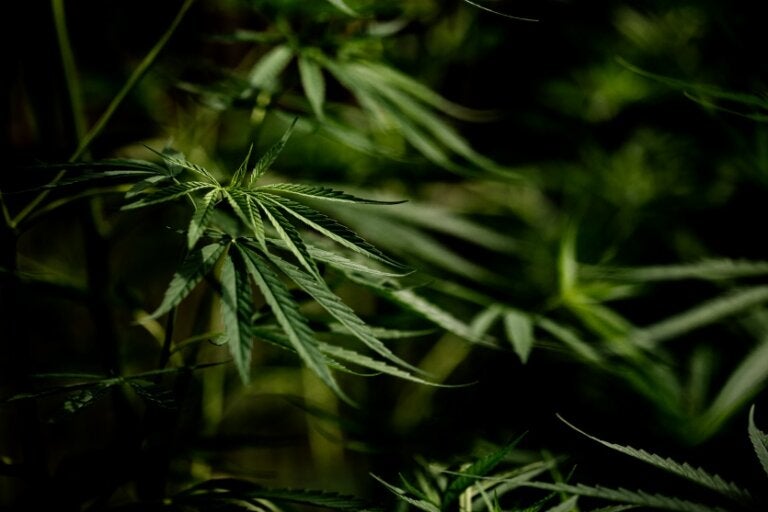 Regras para produção de cannabis medicinal no Brasil são discutidas pela Anvisa nesta quarta