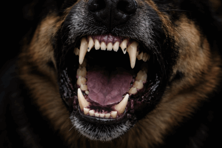 Criança de 6 anos é atacada por cachorros e sofre ferimentos nas pernas, em Alto Piquiri