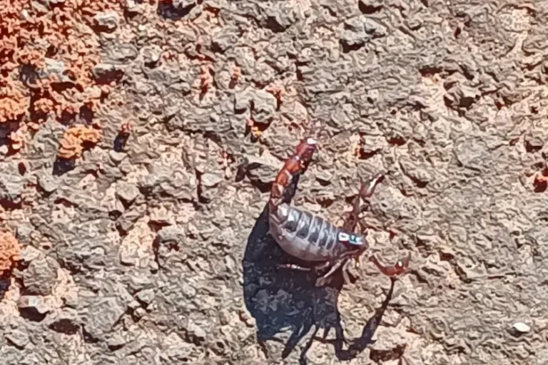 Escorpião