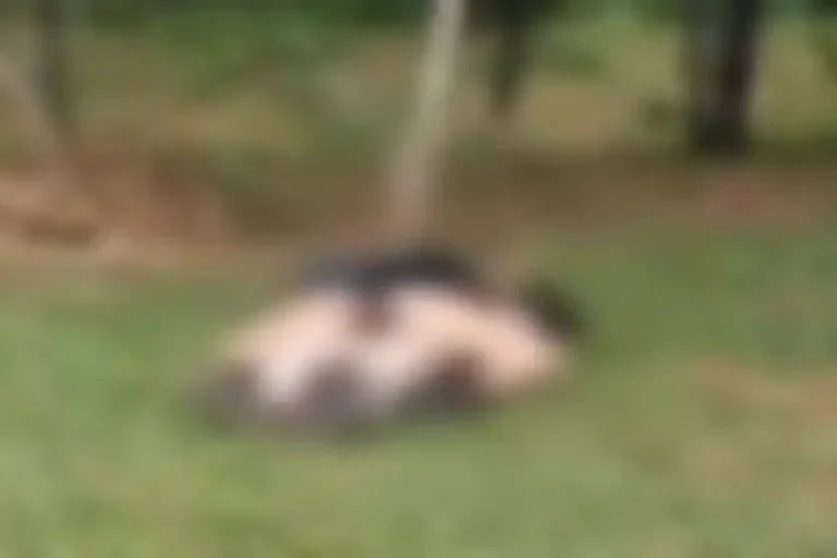 Casal é filmado em momento íntimo em parque público e choca famílias