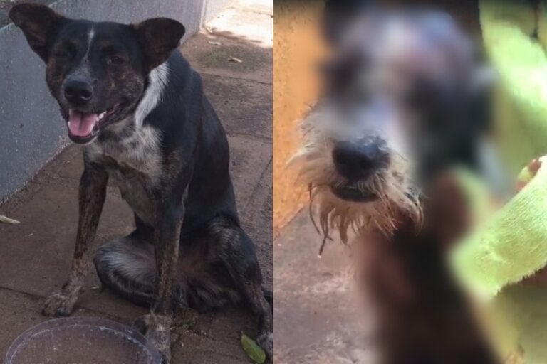 Cachorra fica paraplégica após atropelamento e cachorro é queimado com óleo quente em Iporã