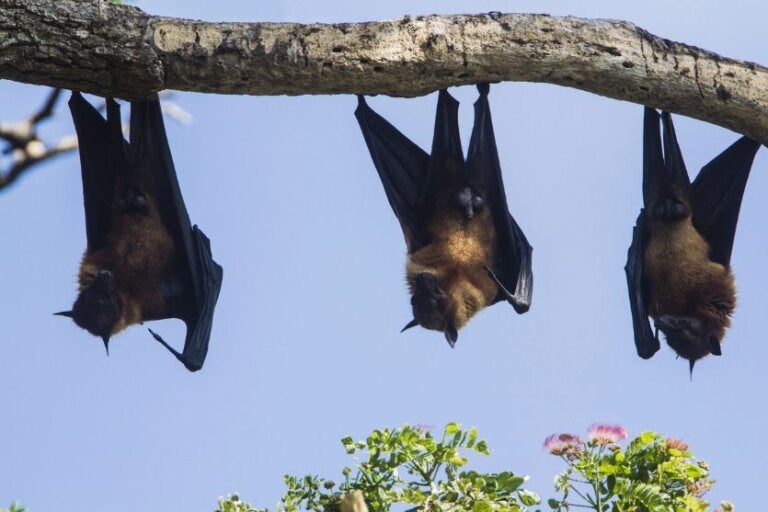 Vírus Nipah Obemdito