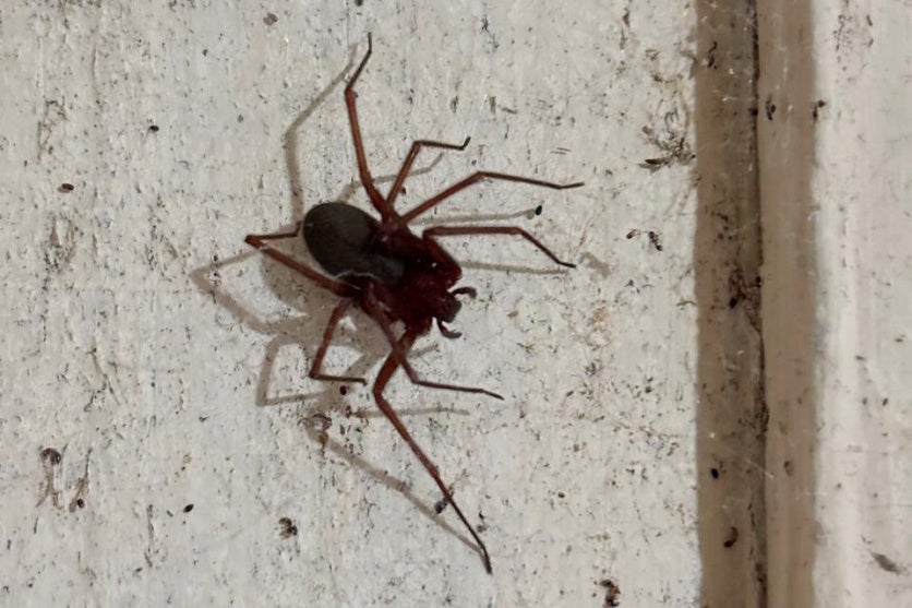 Whatsapp Image 2026 01 12 At 16.51.48