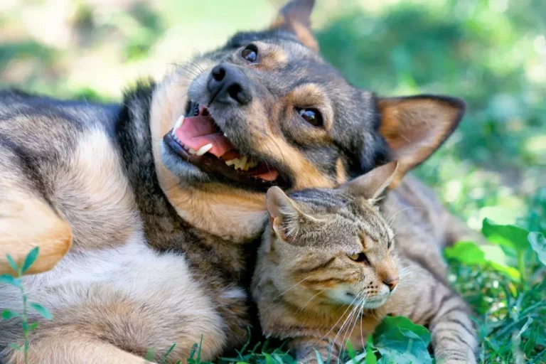 Prefeitura De Nova Olímpia Inicia Cadastro Para Intensificação Da Vacina Contra A Raiva Em Pets