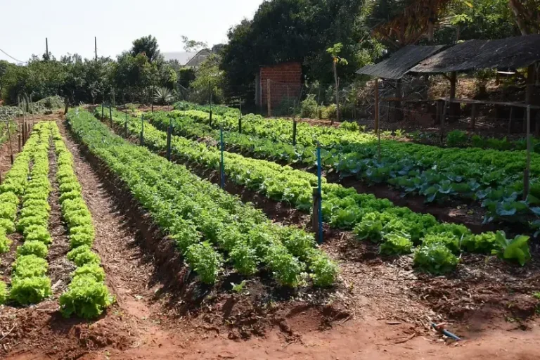 Agricultura Familiar 3