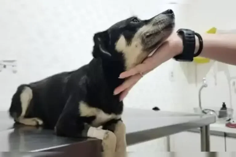Cadela prenha é enterrada viva; Polícia Civil investiga suspeitos
