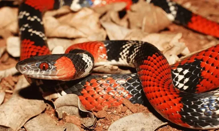 Jovem acorda para ir ao banheiro e é picado por cobra dentro de casa