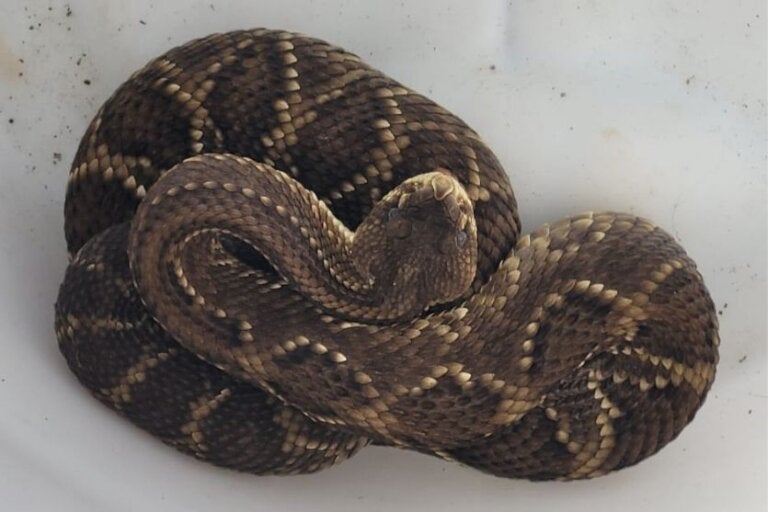 Três cobras cascavéis são capturadas pelos bombeiros em dois dias em Umuarama