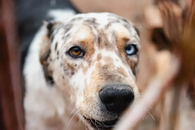 Feira de adoção leva animais resgatados ao Shopping Palladium neste domingo