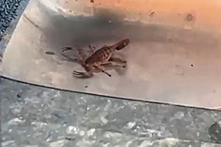 Morador de Umuarama captura vários escorpiões em casa e teme pela segurança do filho; vídeo
