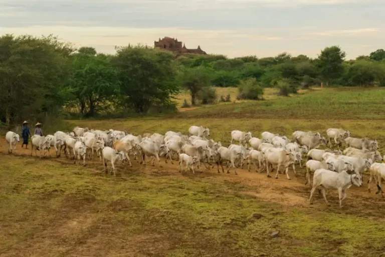 Furto de 37 cabeças de gado é registrado na zona rural de Icaraíma