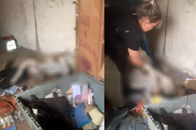 Morte de pitbull leva homem à prisão por maus-tratos