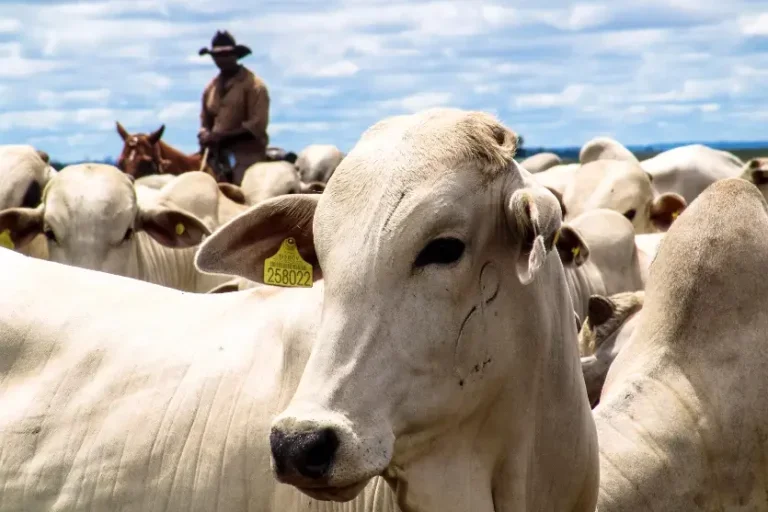 Expo Umuarama divulga agenda de leilões em momento favorável para pecuária