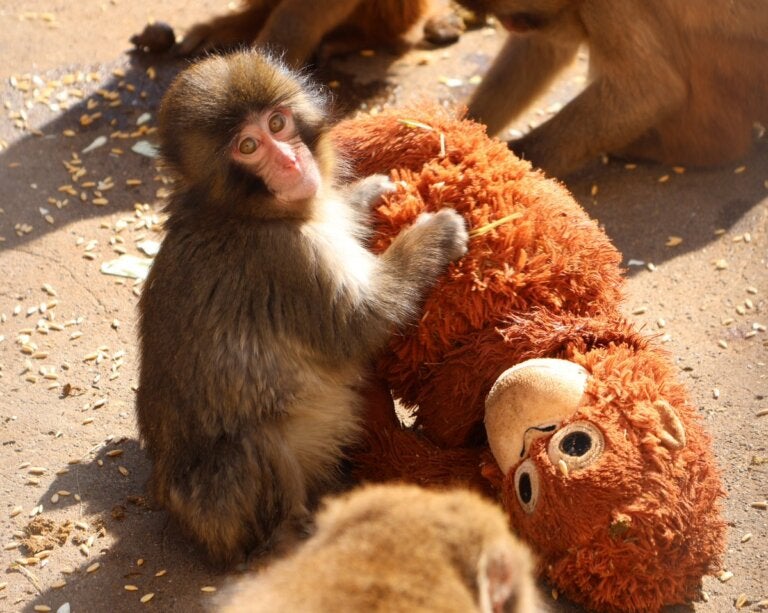 Macaquinho rejeitado pela mãe sofre abraçado a bicho de pelúcia e ganha corações