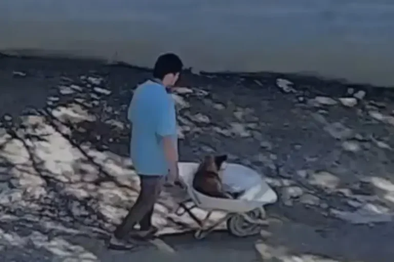 Homem pago para enterrar cachorro vivo é detido no Paraná; animal estava debilitado