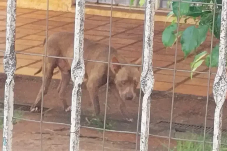 Pitbulls atacam trabalhador e vítima pode ter braço amputado