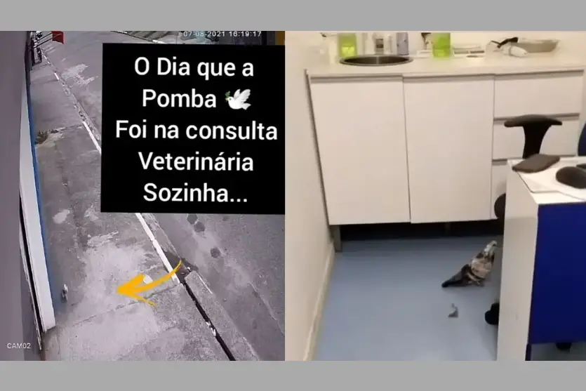 Pomba 2
