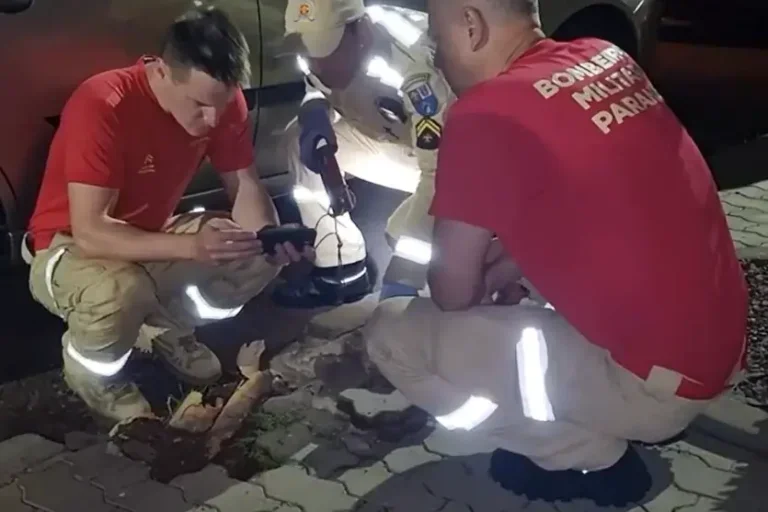 Barulho em tubulação mobiliza bombeiros e termina com resgate inusitado; veja o vídeo