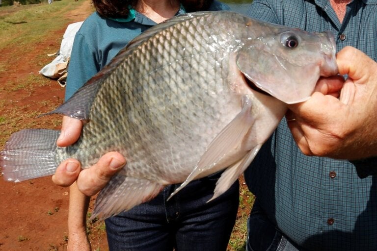 Com 273 mil toneladas em 2025, Paraná segue na liderença nacional de produção de peixes
