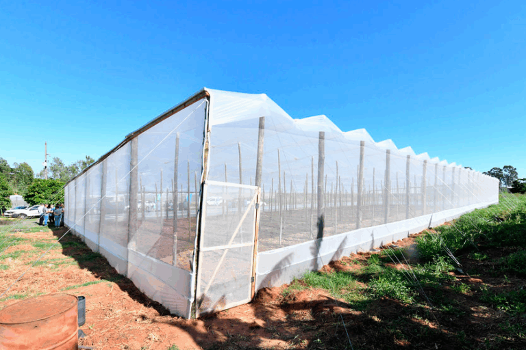 Produtores de Umuarama recebem estufas e orientações para cultivo de hortaliças