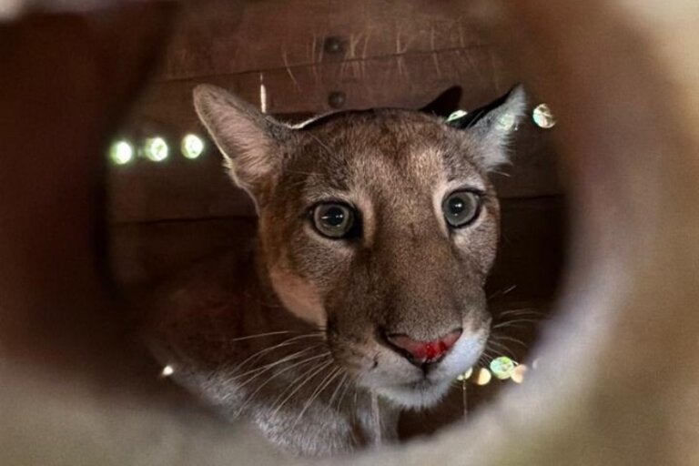 IAT devolve à natureza onça-parda encontrada dentro de residência em Maringá