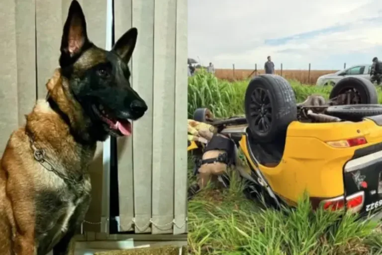Cães Zeus e Thor estavam presentes no capotamento na PR-323 que vitimou policial