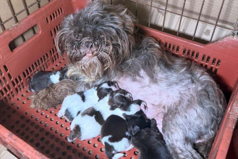 Veterinária é presa após resgate de 80 cães em situação de maus-tratos