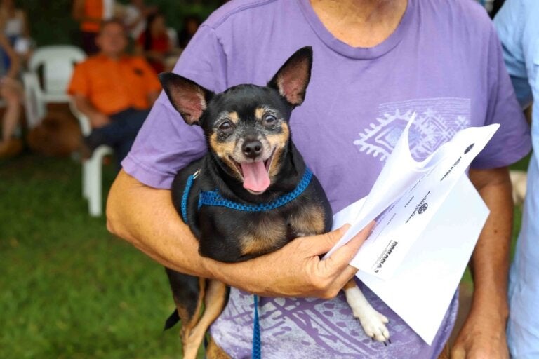 Tutores de cães poderão vacinar seus pets gratuitamente contra a raiva em Umuarama